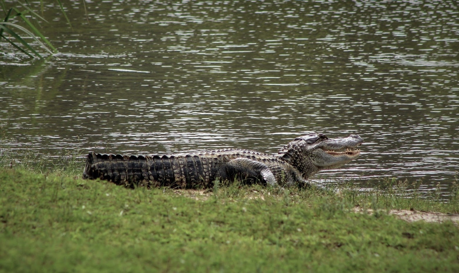 an alligator with its mouth open